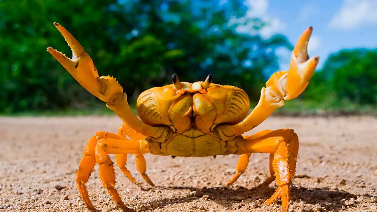 Animales Invertebrados Animales Invertebrados