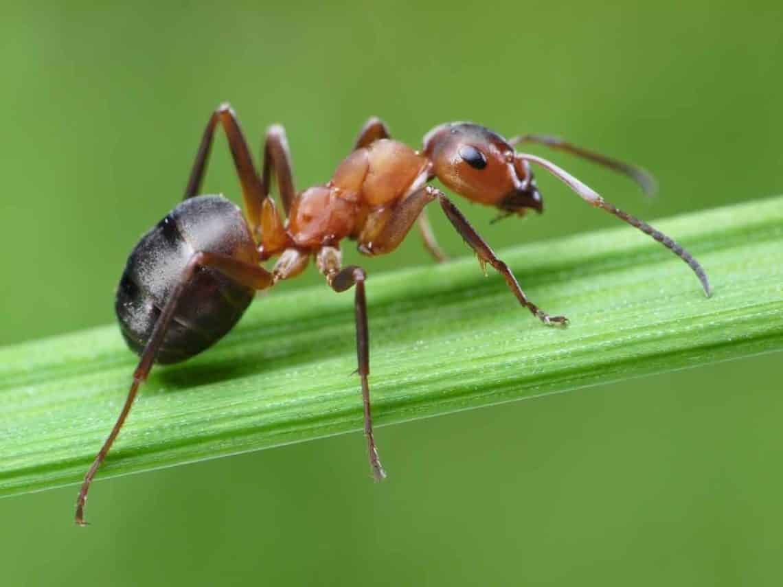Animales Invertebrados Animales Invertebrados