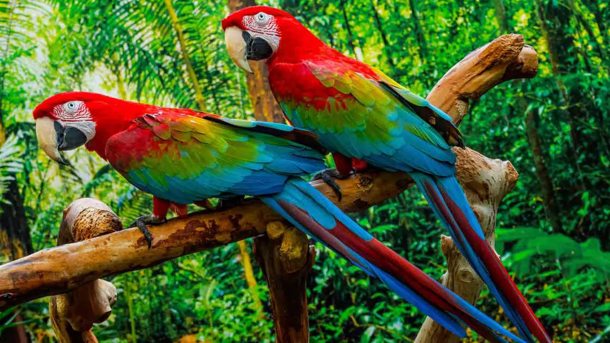 Animales de la Selva Animales de la Selva