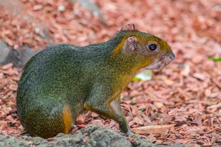 Animales de la Selva Animales de la Selva