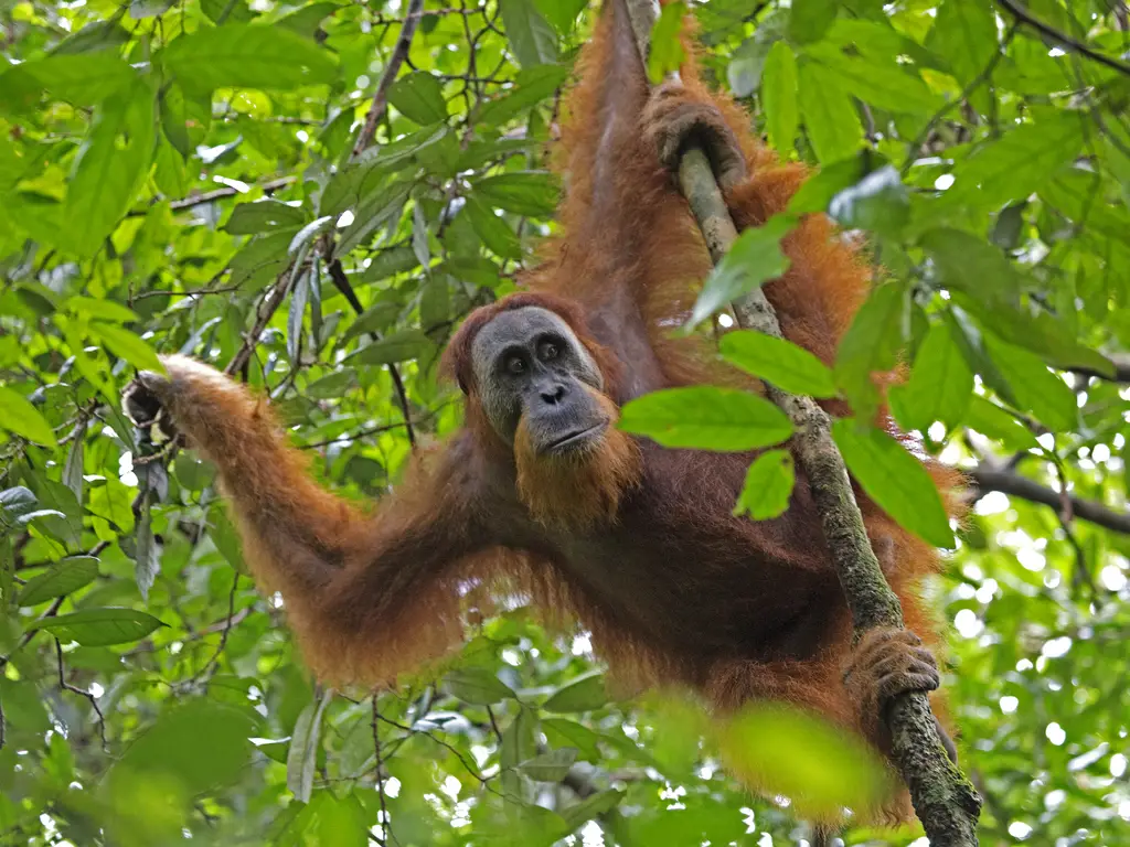 Animales de la Selva Animales de la Selva