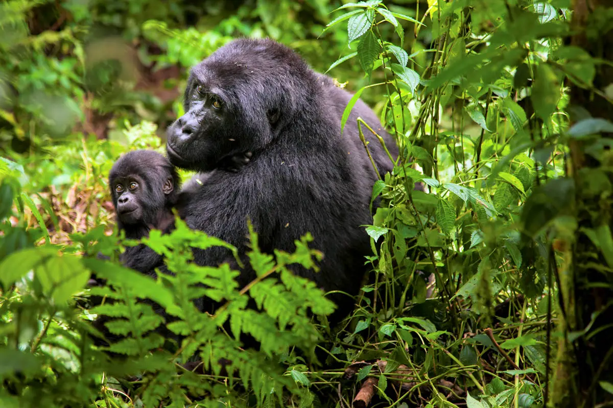 Animales de la Selva