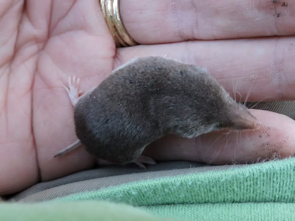 Animales mamíferos características, ejemplos y listas