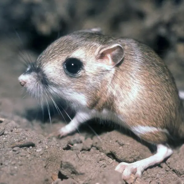 Animales mamíferos Animales mamíferos