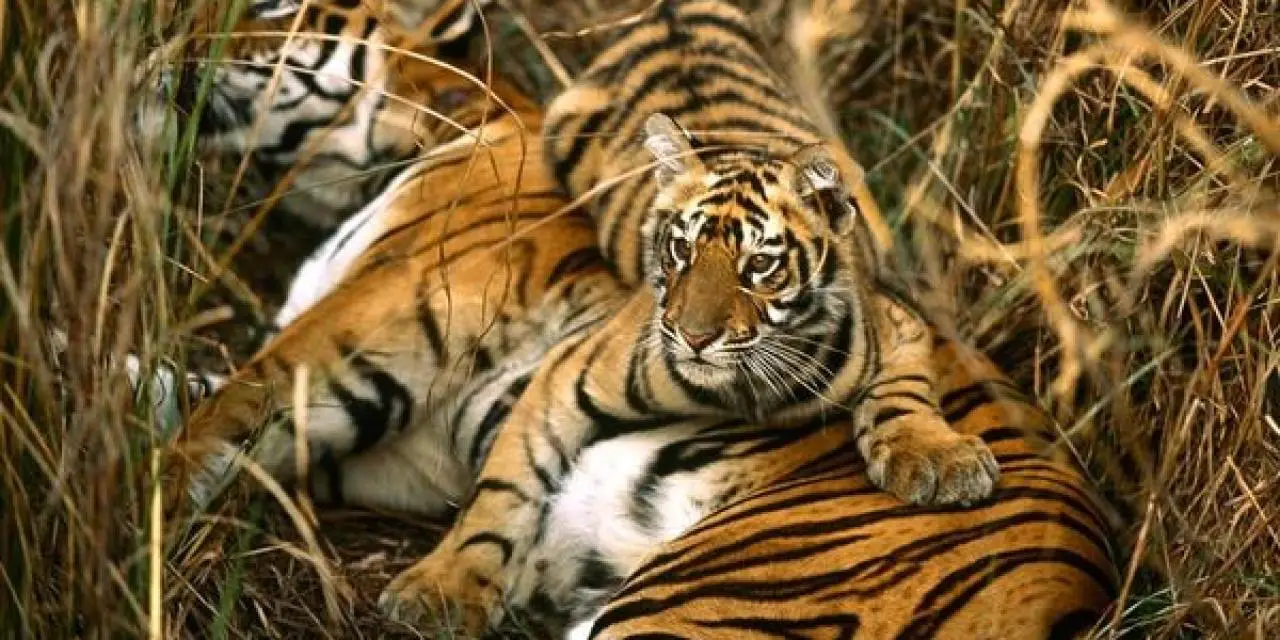 Conoce algunas curiosidades sobre los casi extintos tigres