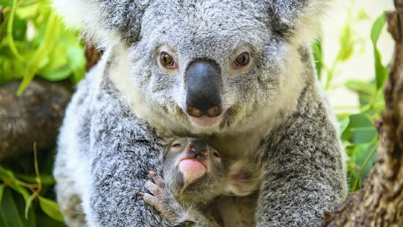 Conoce algunas curiosidades sobre los encantadores y dormilones Koalas