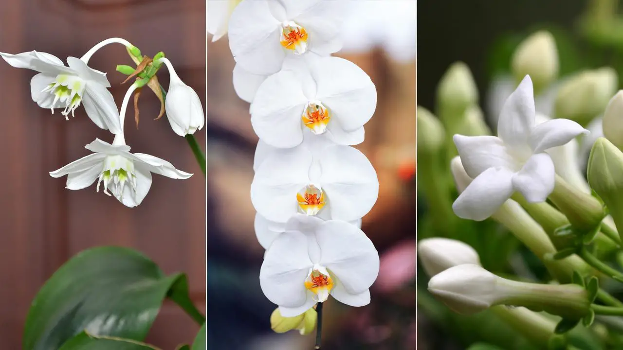 Flores de interior