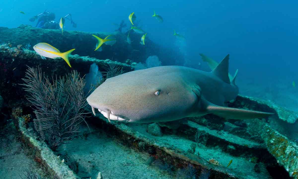 Nombres de animales marinos 1