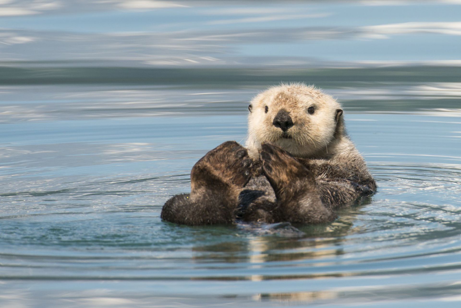 Nombres de animales marinos 13