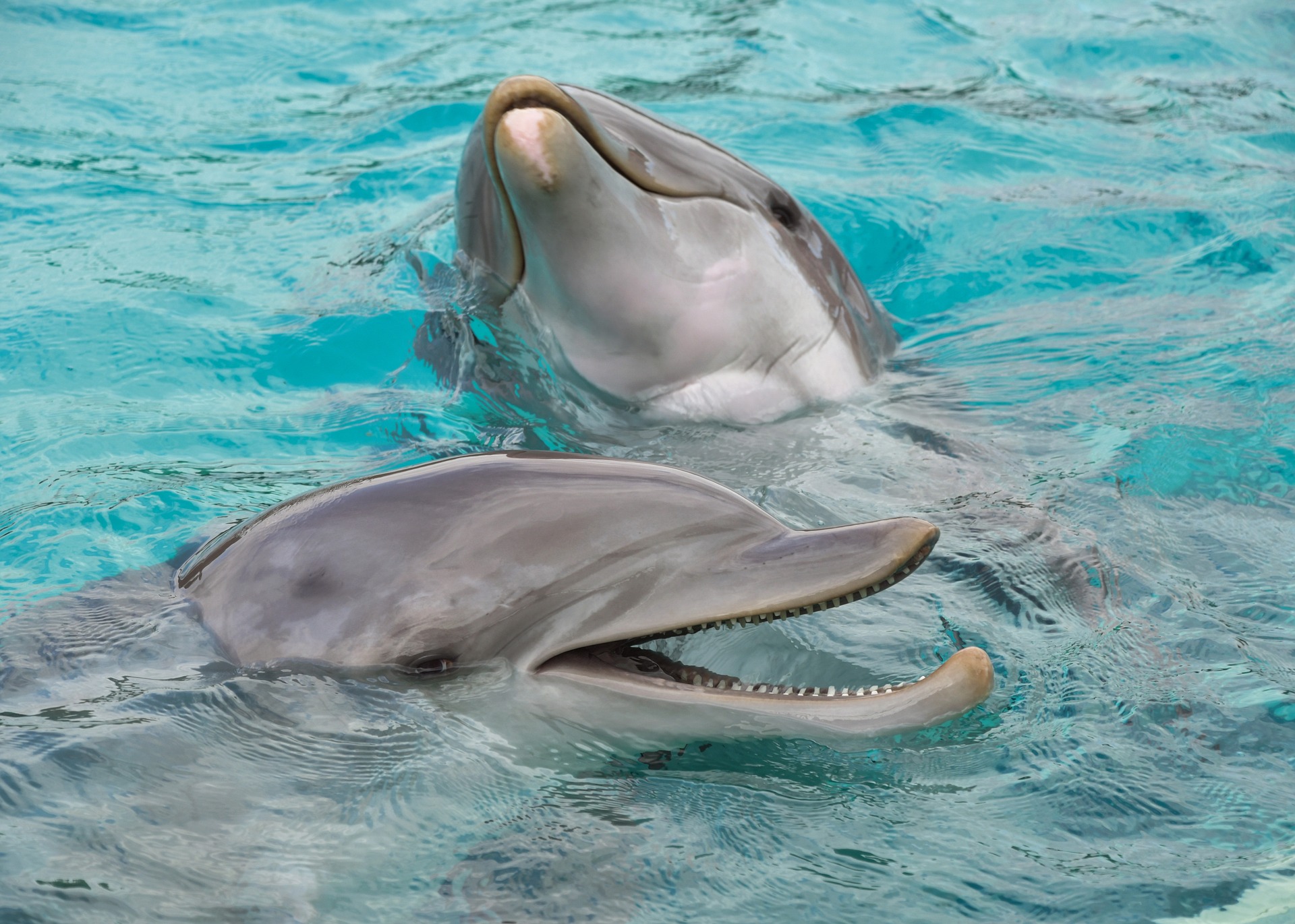 Nombres de animales marinos 3