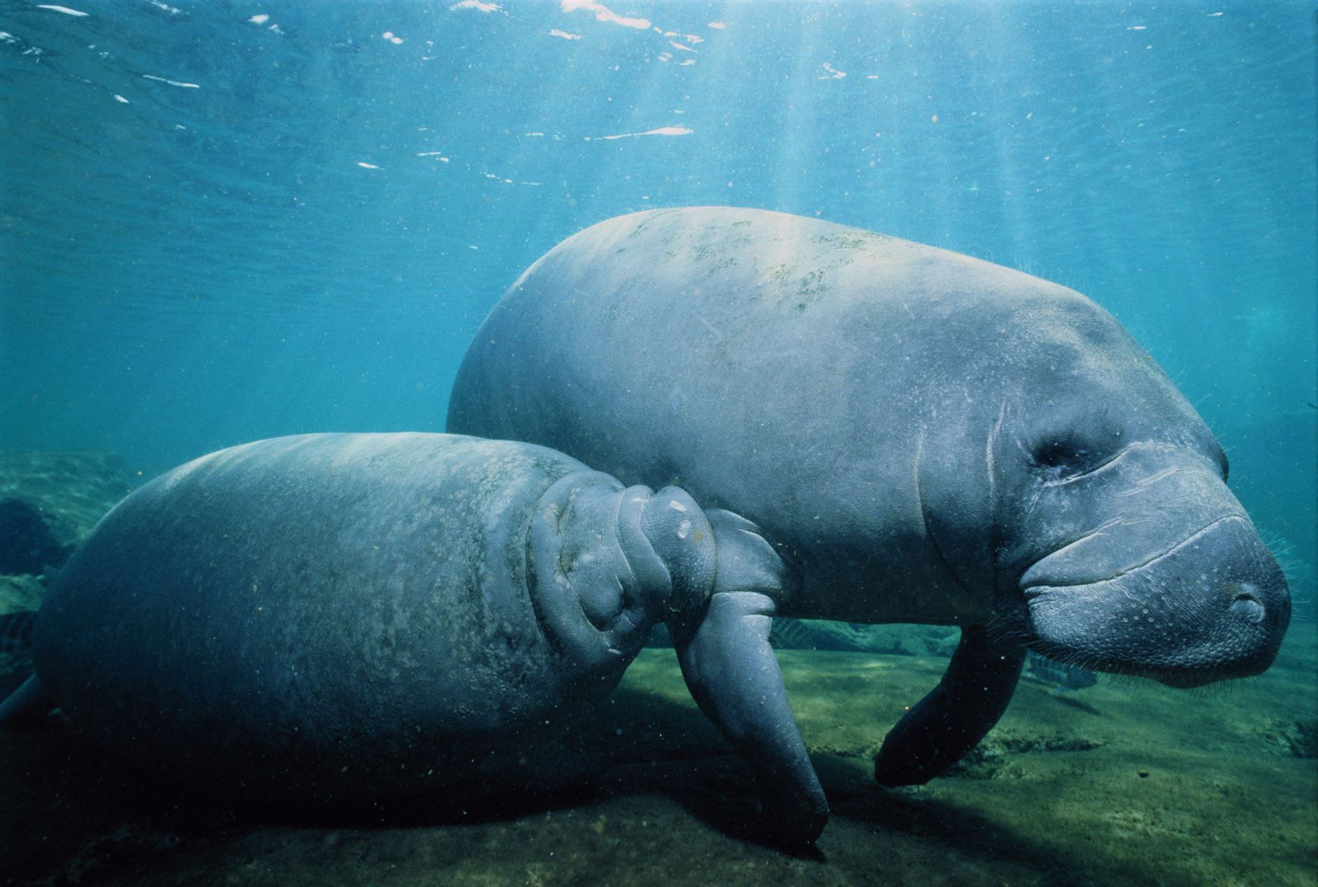 Nombres de animales marinos 4