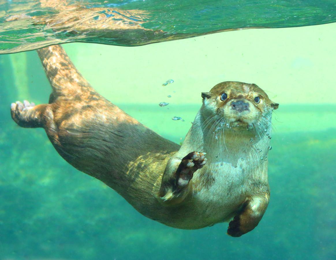 Nombres de animales marinos 6