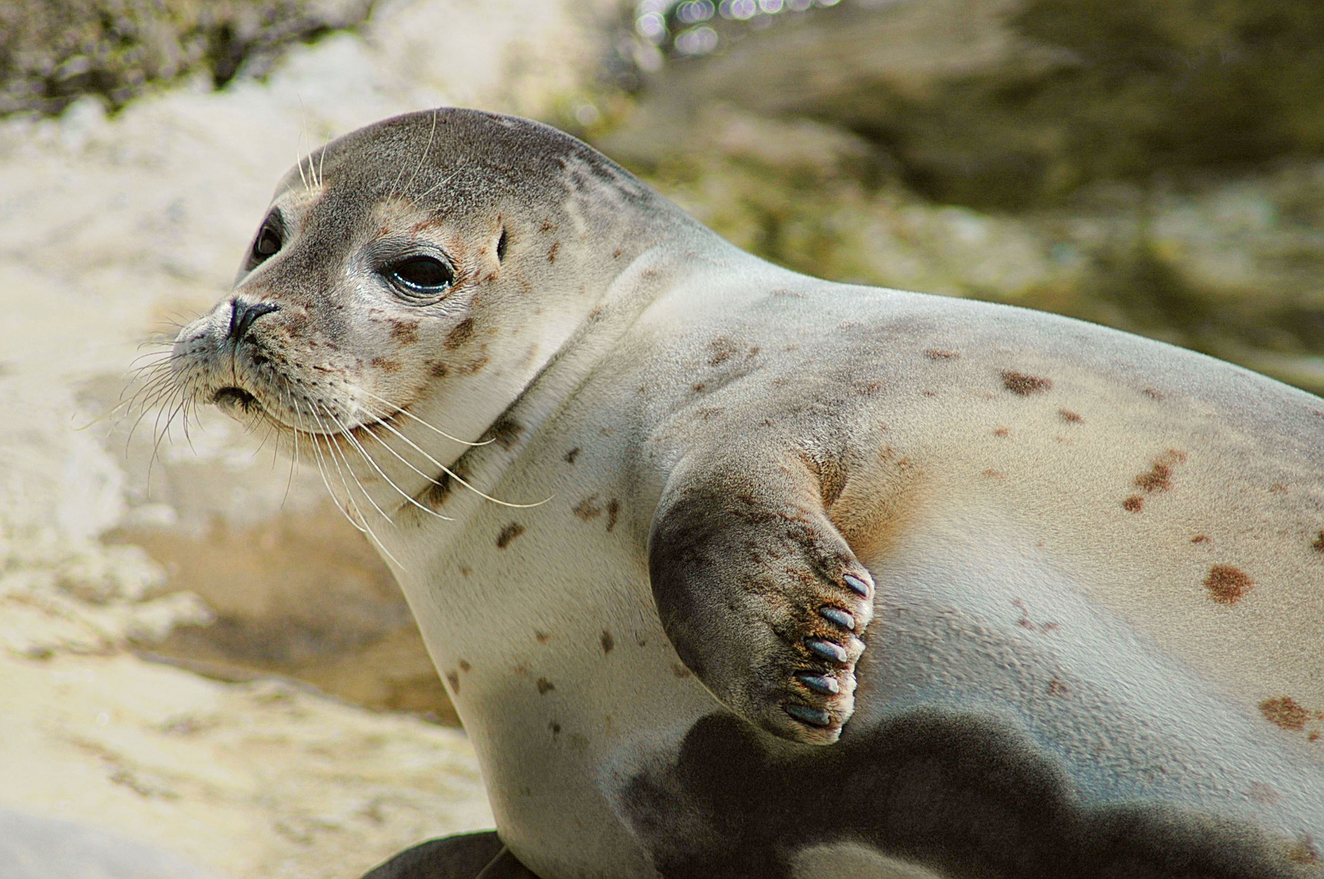 Nombres de animales marinos 7