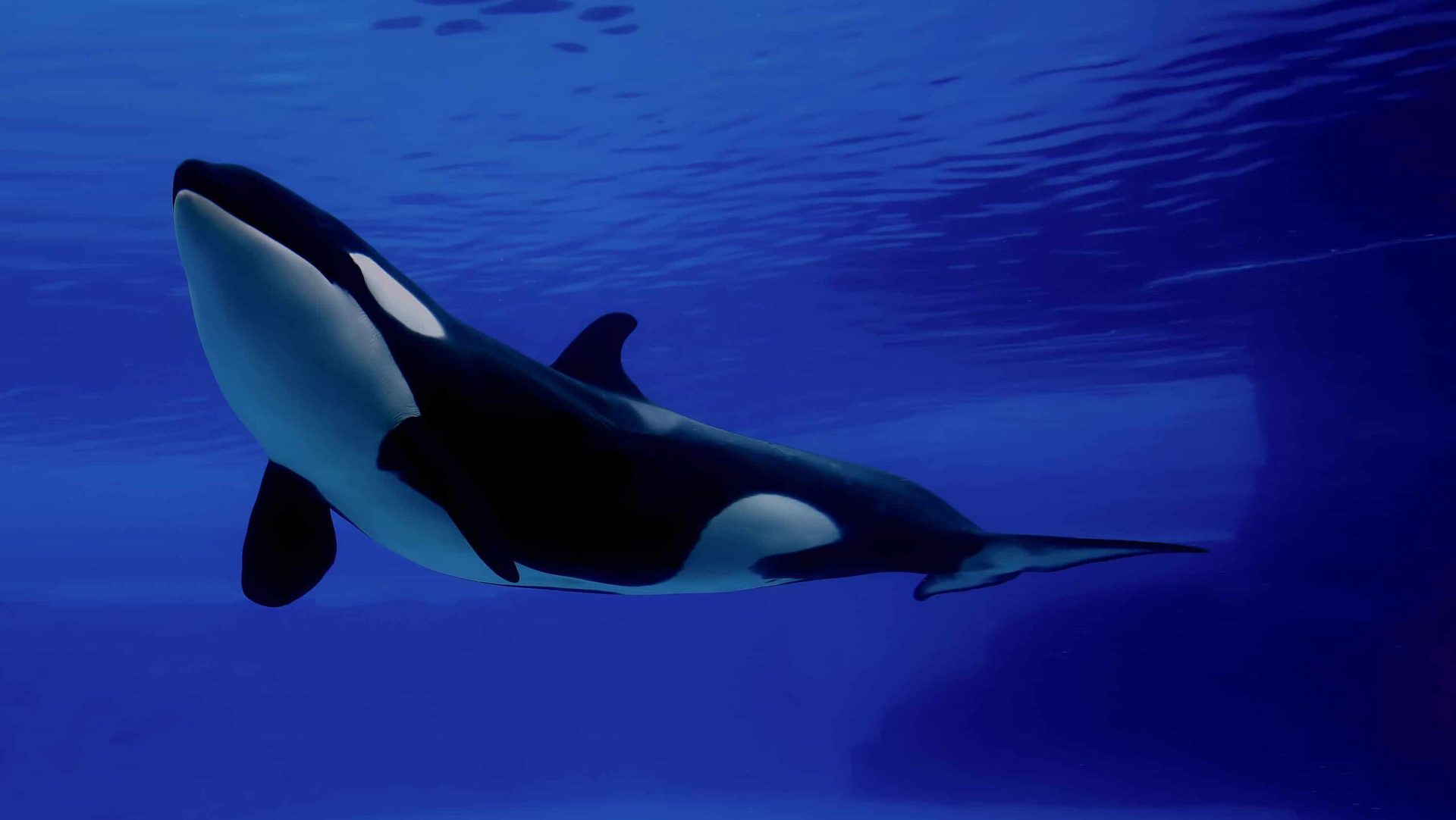 Nombres de animales marinos fg