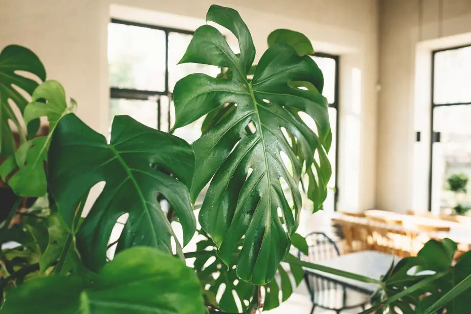 Planta interior de hoja grande