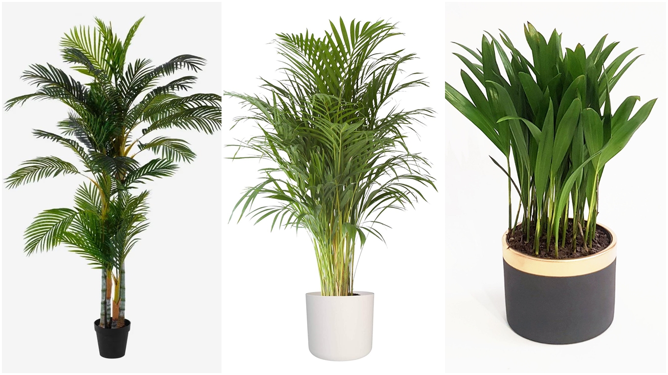 Plantas arecas