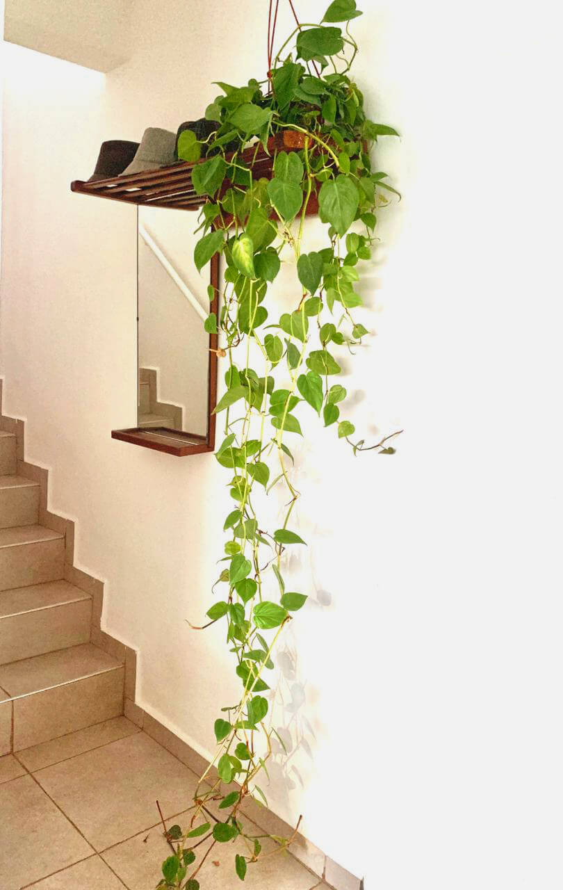 Plantas de interior sin flor 1