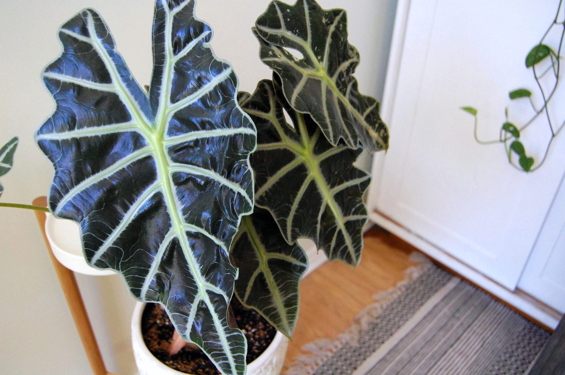 Plantas de interior sin flor 10
