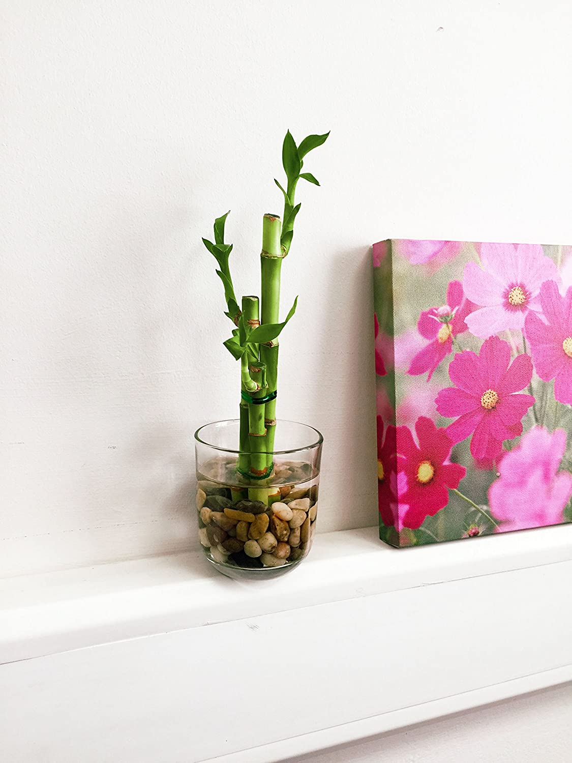 Plantas de interior sin flor 11