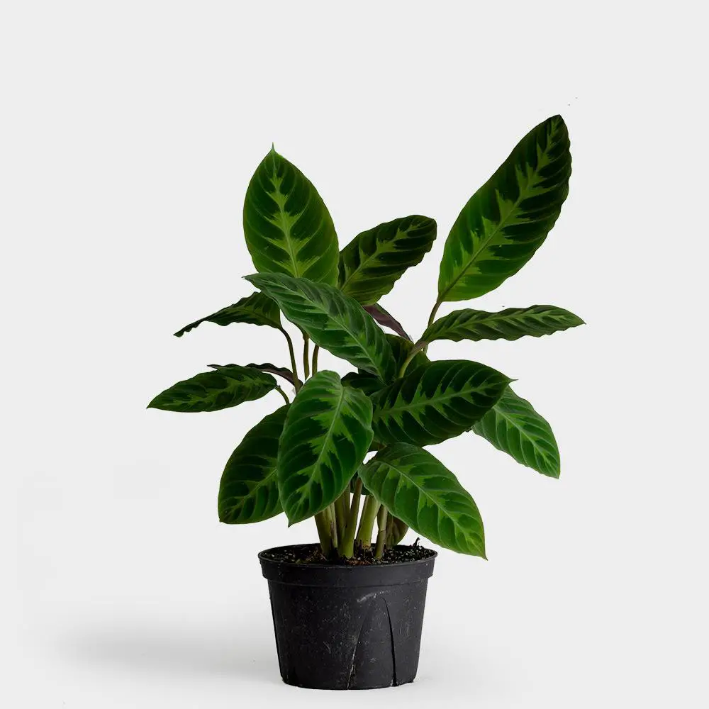 Plantas de interior sin flor 13