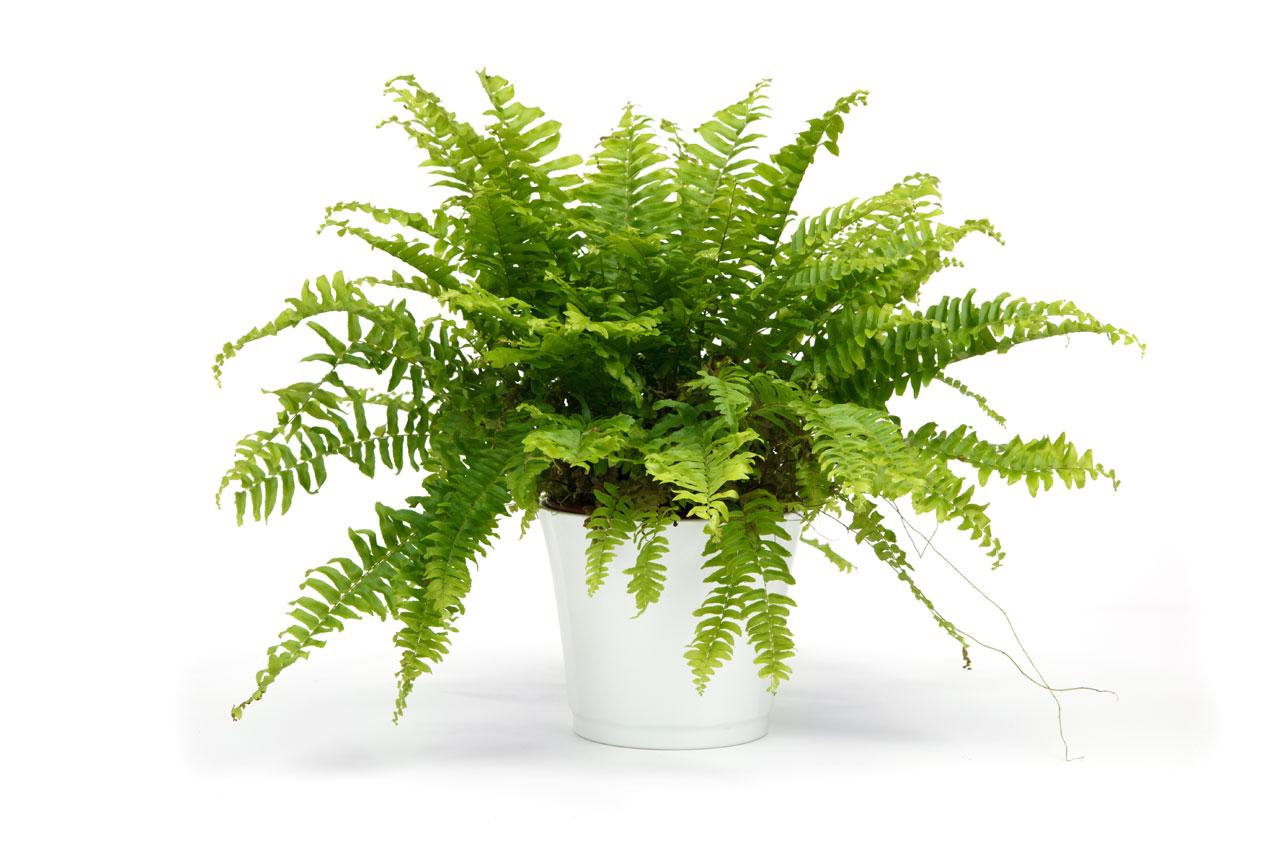 Plantas de interior sin flor 15