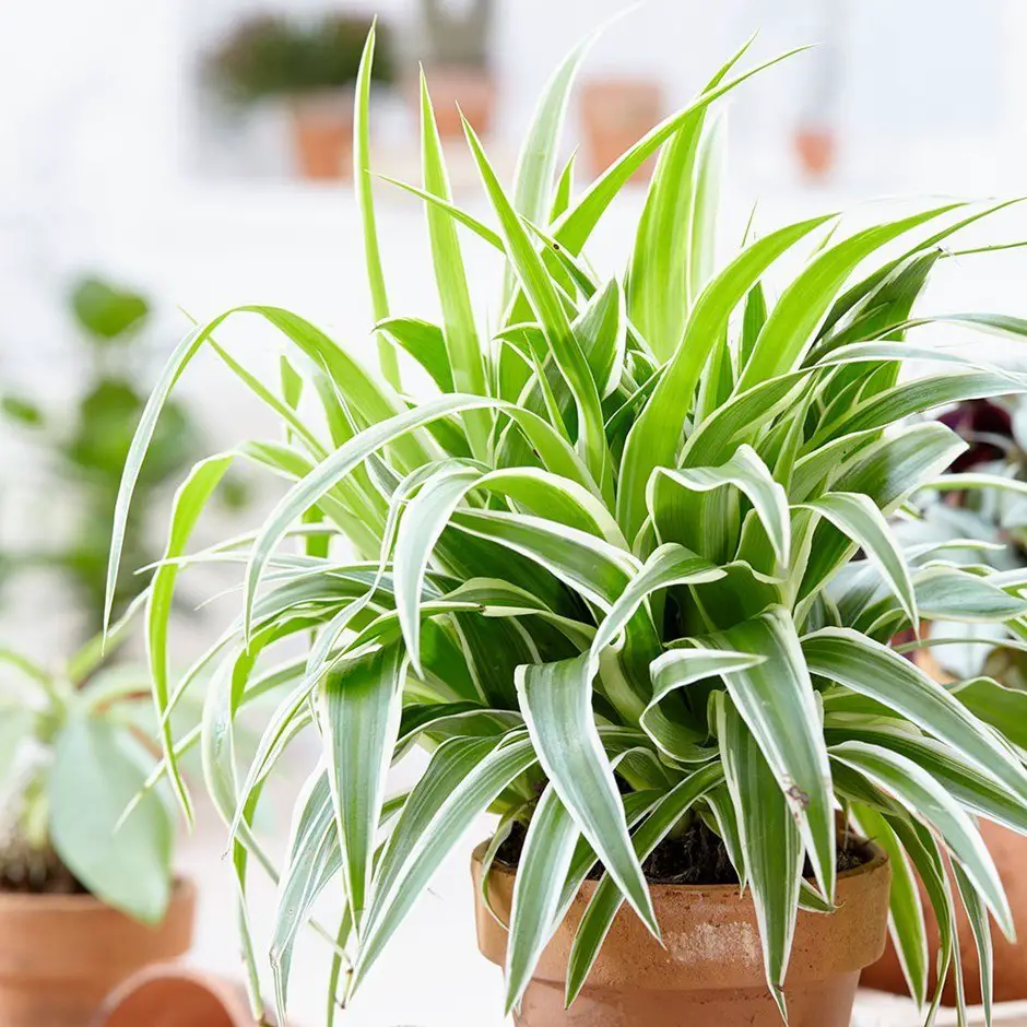 Plantas de interior sin flor 16