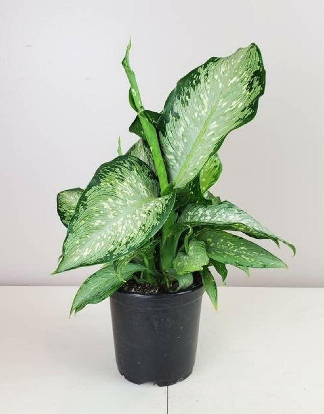 Plantas de interior sin flor 17