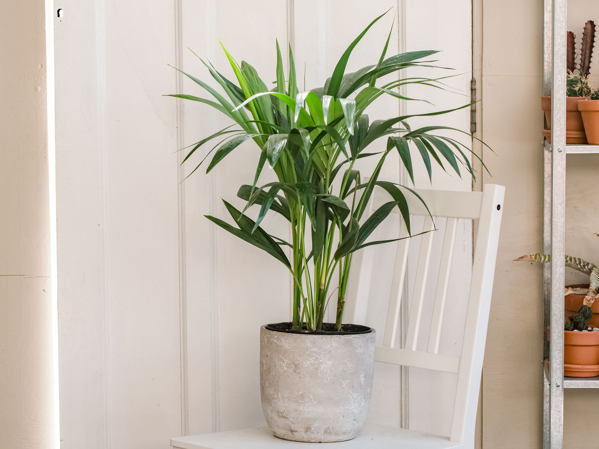 Plantas de interior sin flor 18