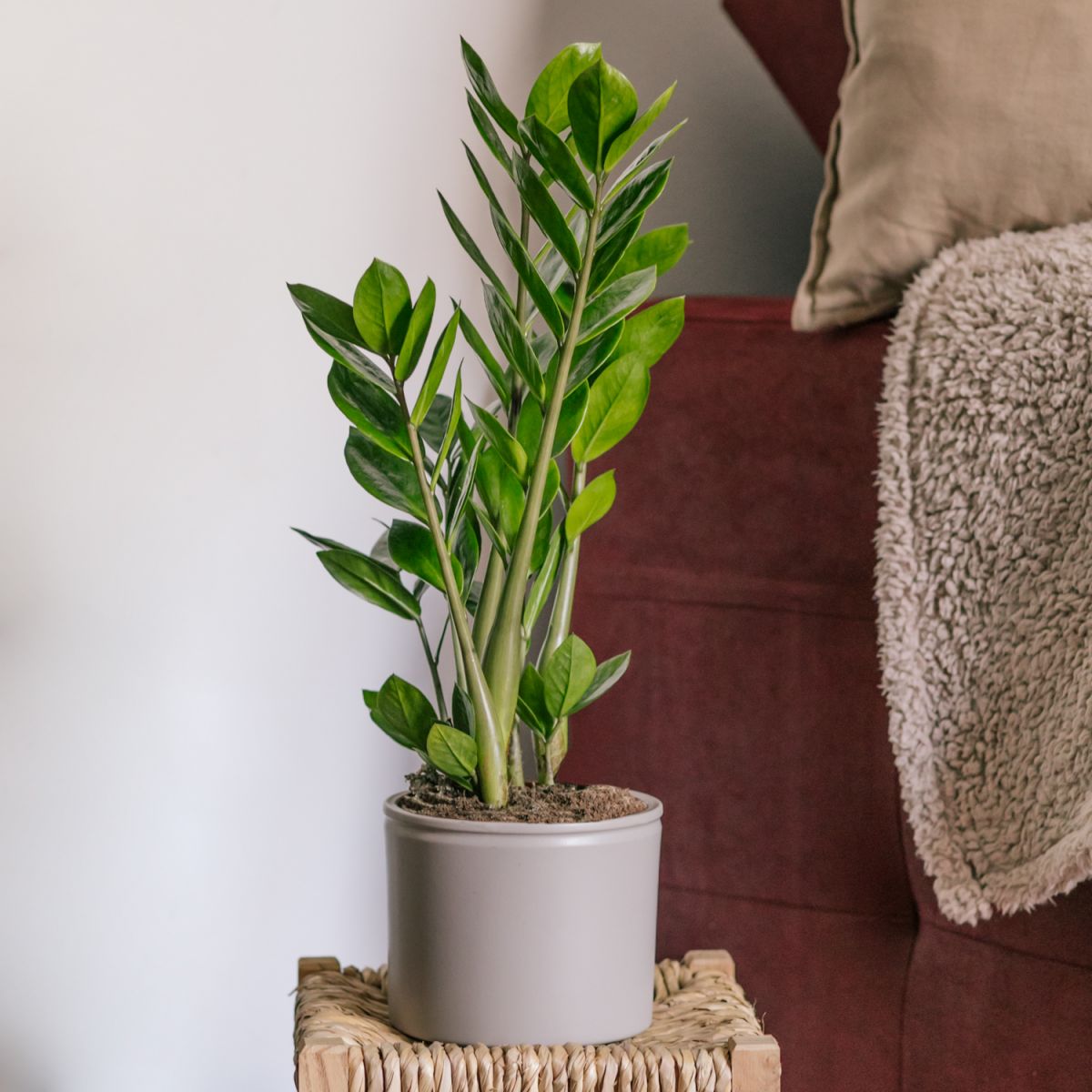 Plantas de interior sin flor 19
