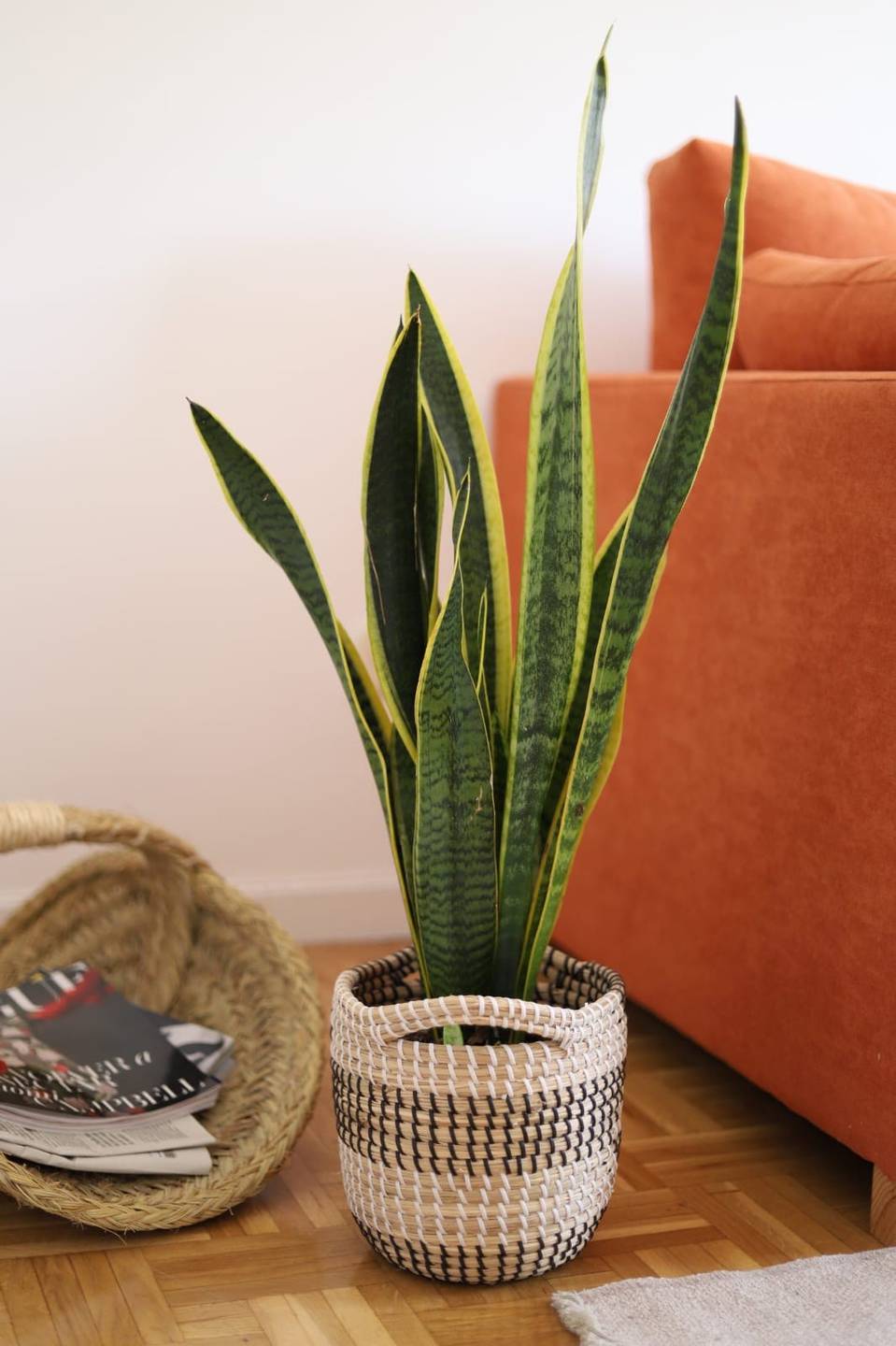 Plantas de interior sin flor 2