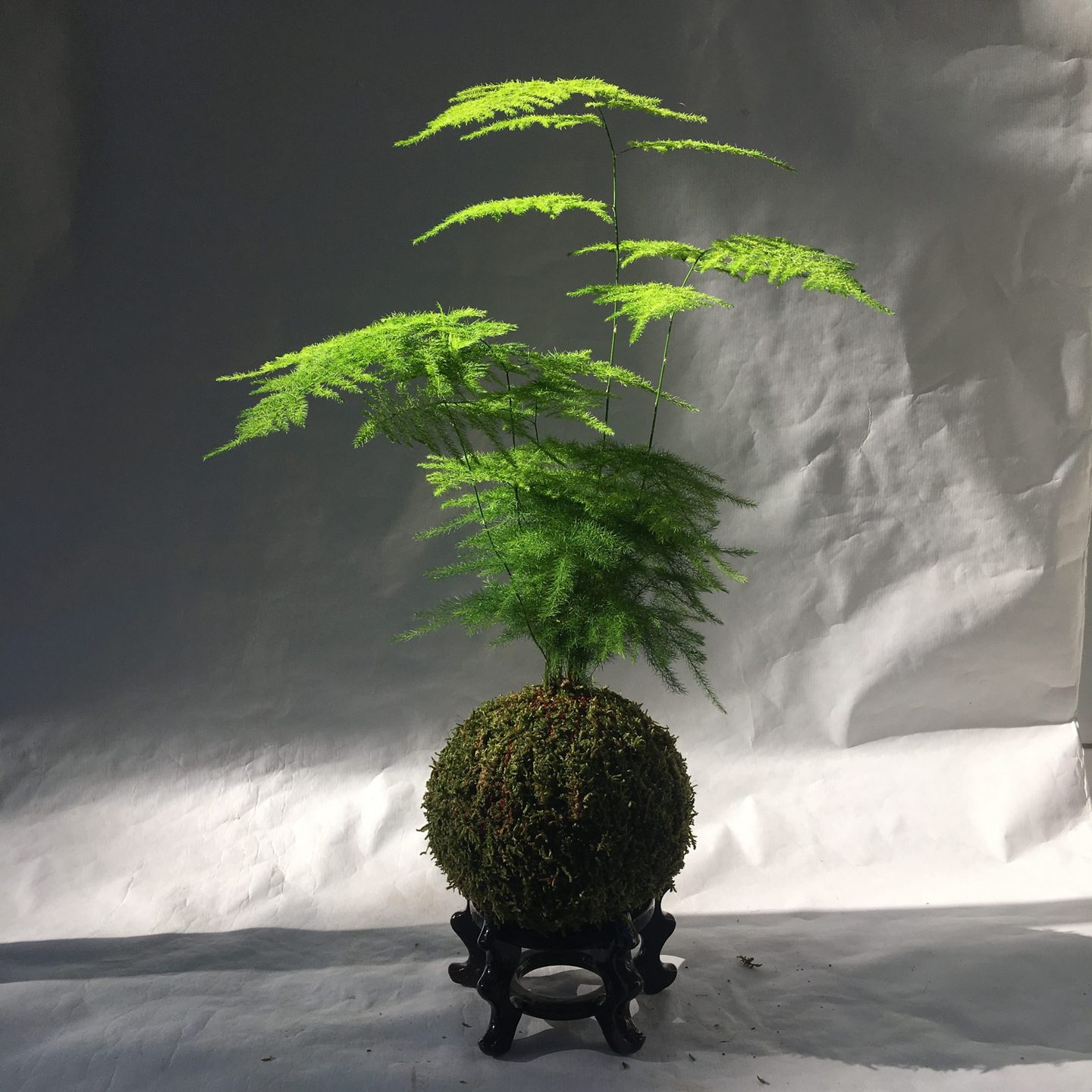 Plantas de interior sin flor 20