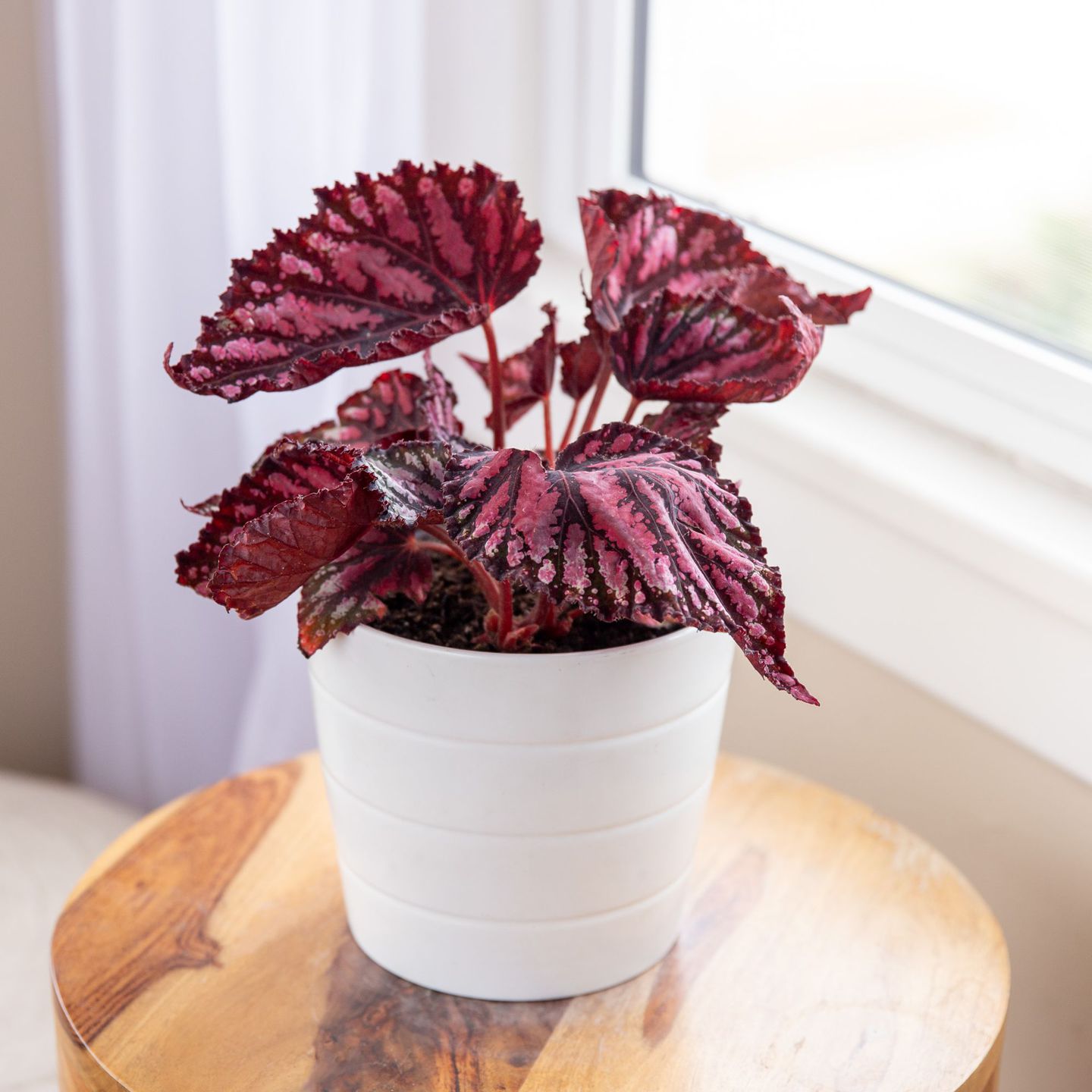 Plantas de interior sin flor 4