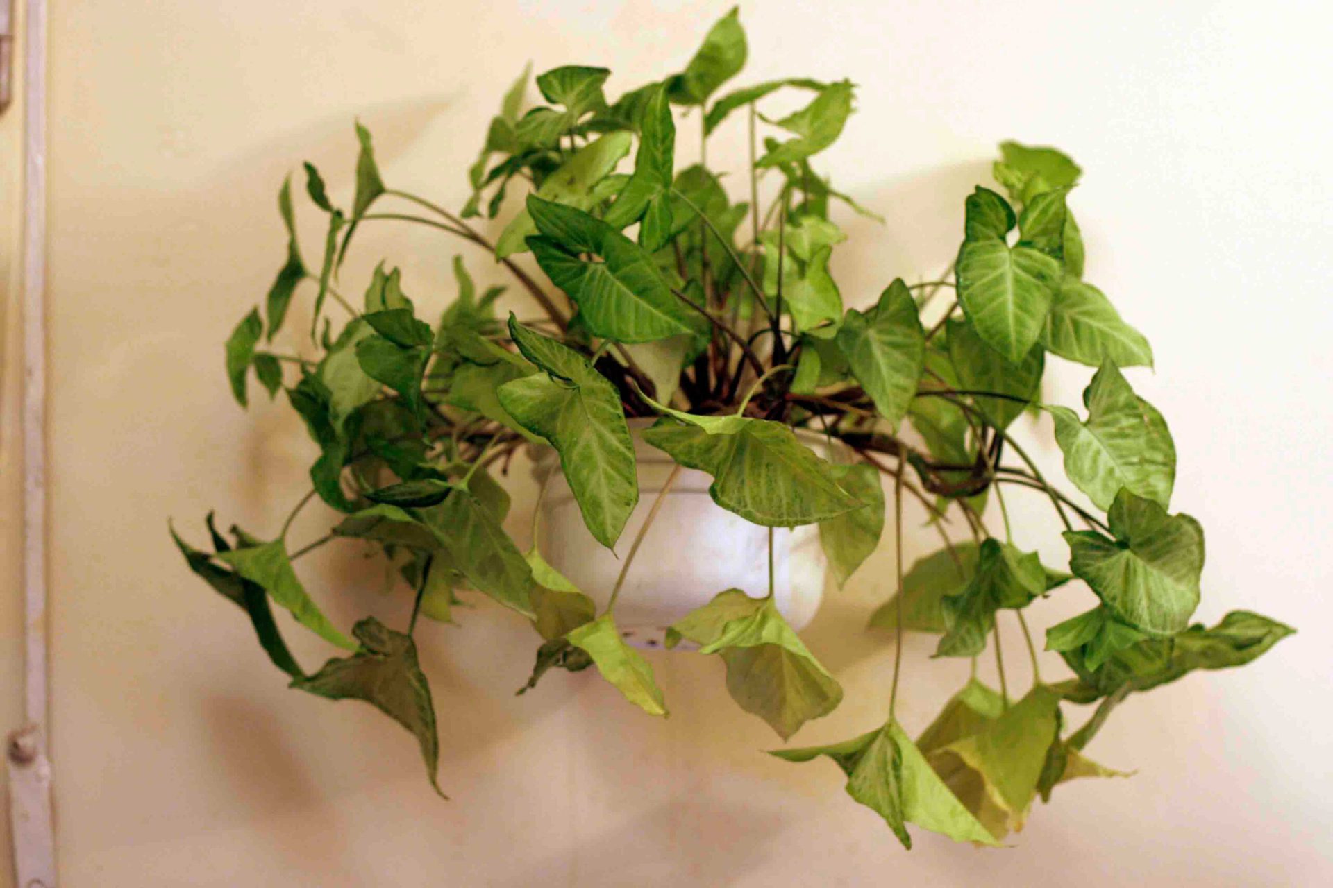 Plantas de interior sin flor 5