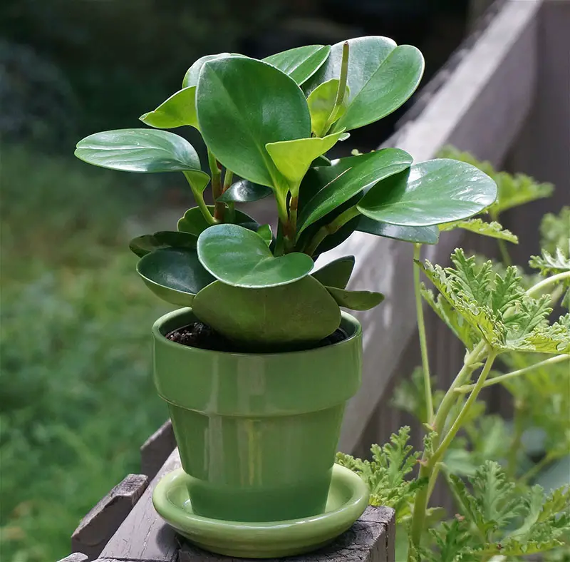 Plantas de interior sin flor 6
