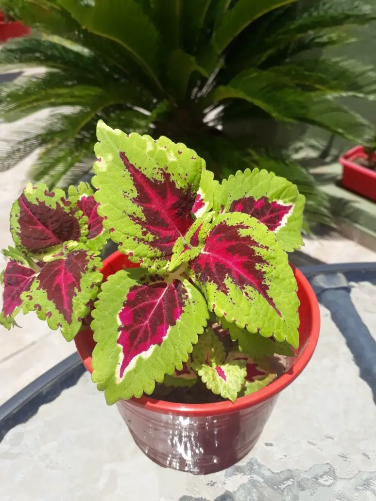 Plantas de interior sin flor 7
