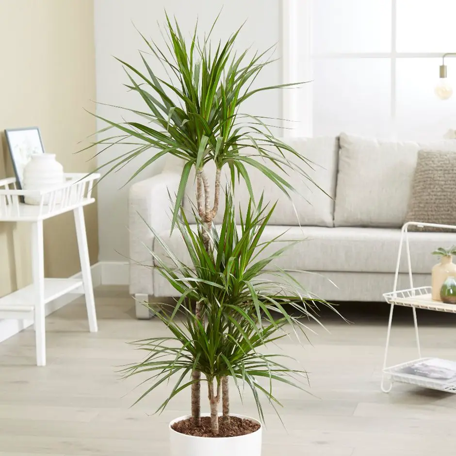 Plantas de interior sin flor 8