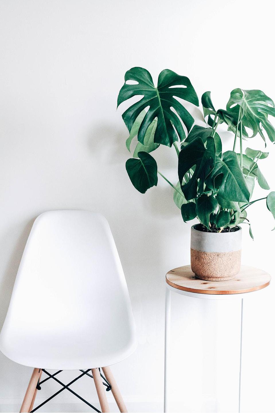 Plantas de interior sin flor 9