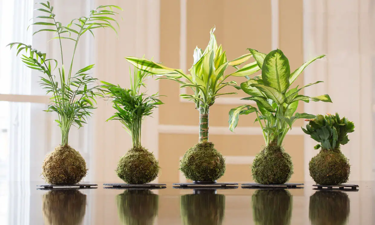 Plantas de interior sin flor g