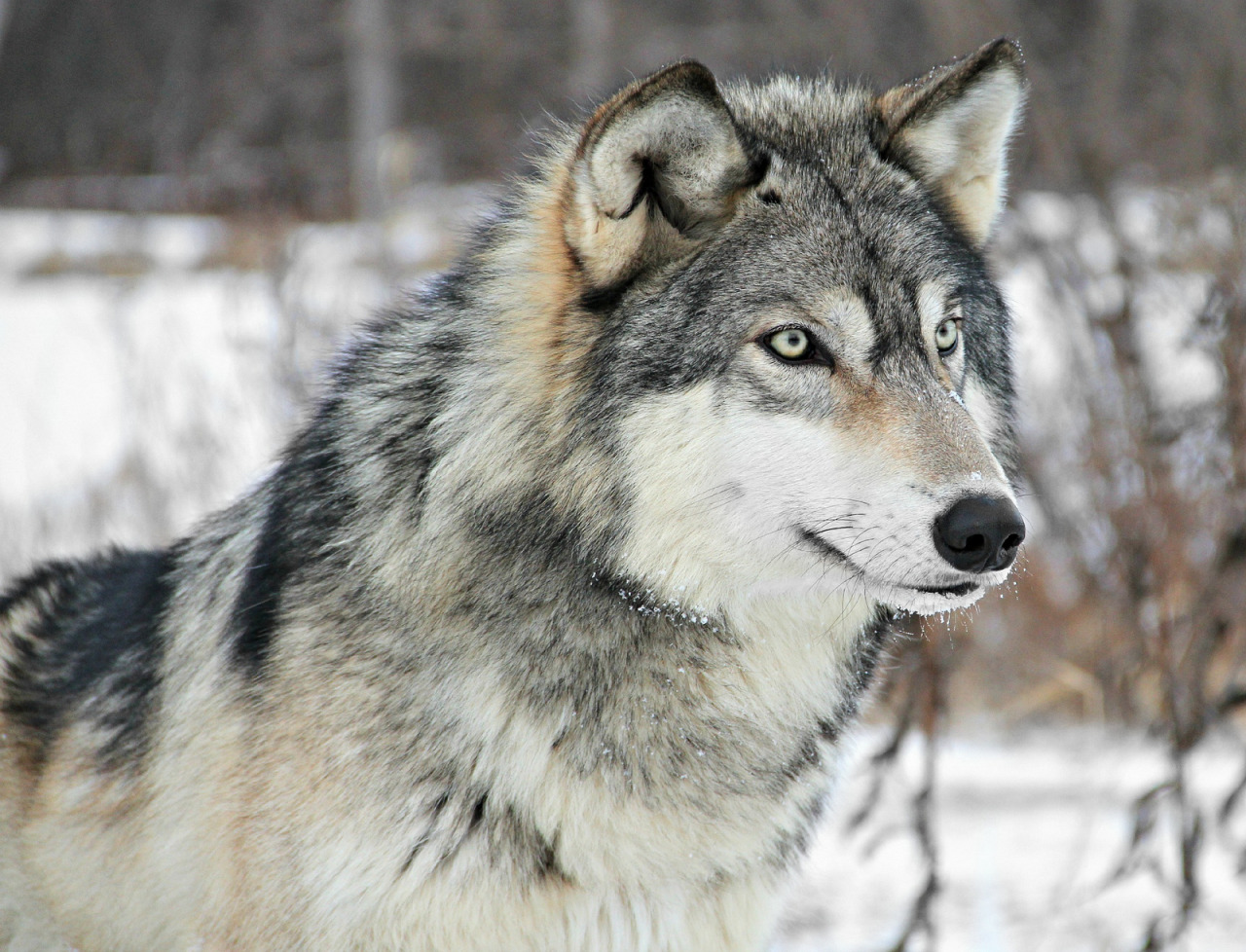 animales nocturnos lobos grises