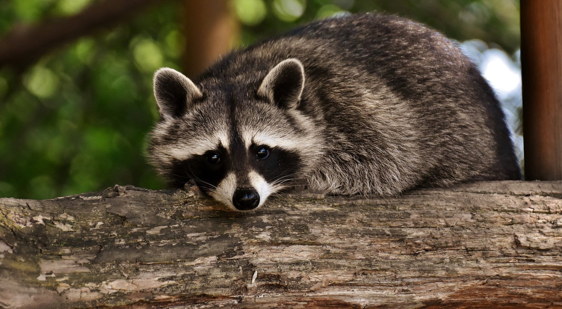 animales nocturnos mapache