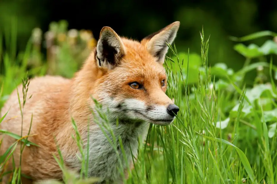 animales silvestres