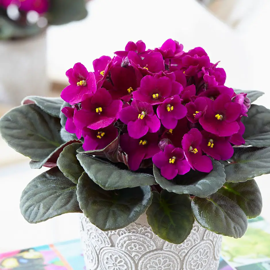 flores de interior 1