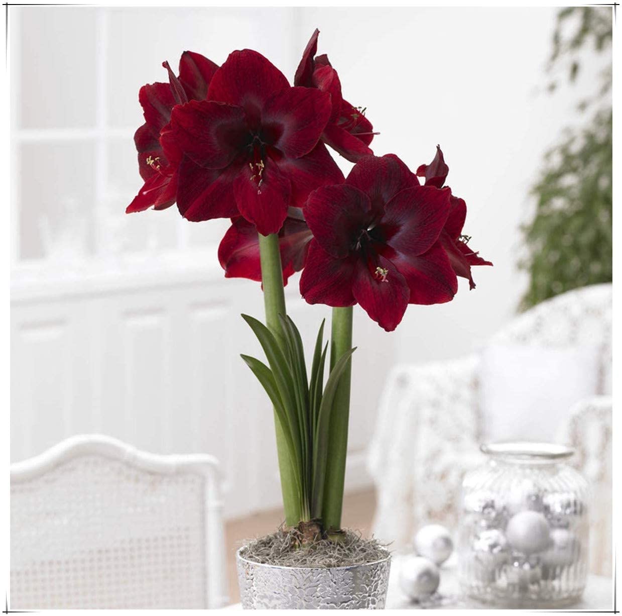 flores de interior 11