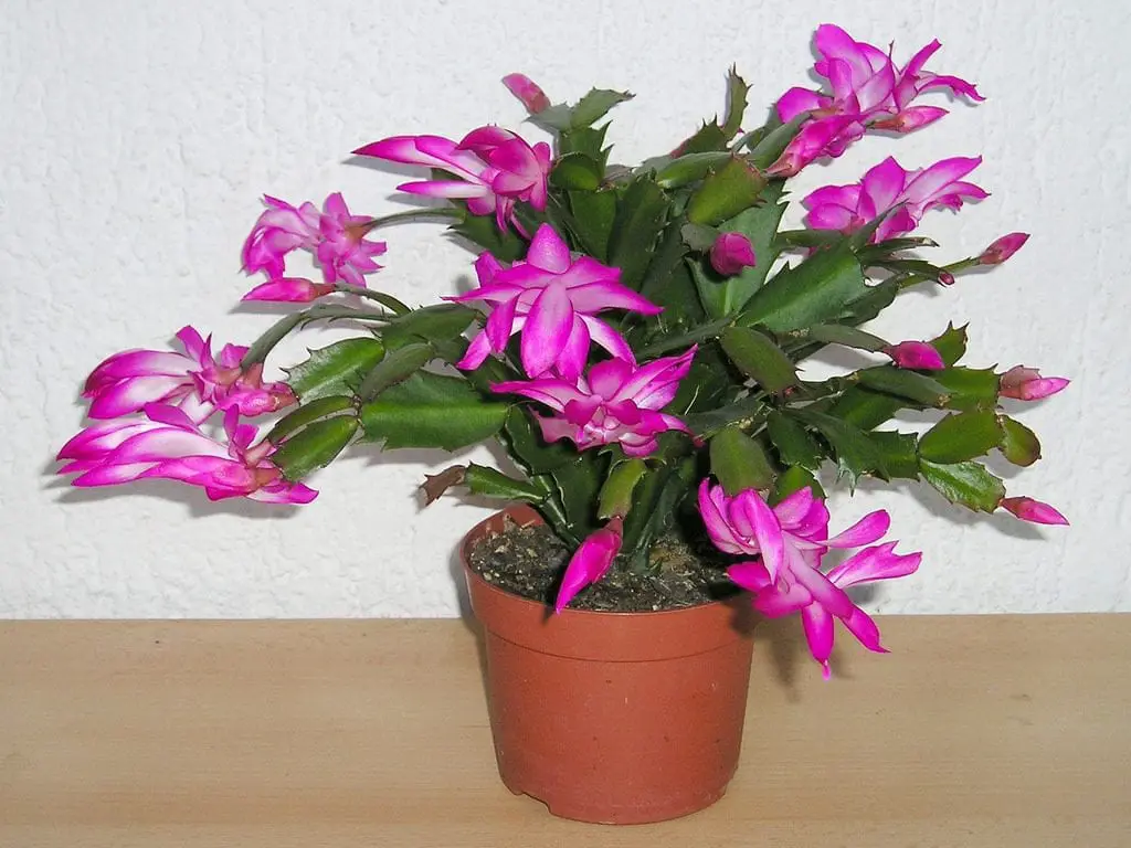 flores de interior 12