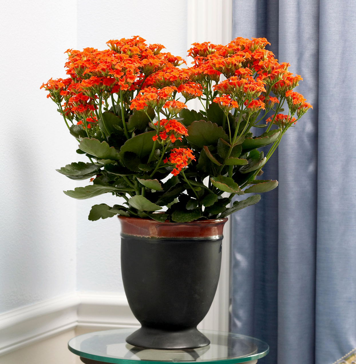 flores de interior 15