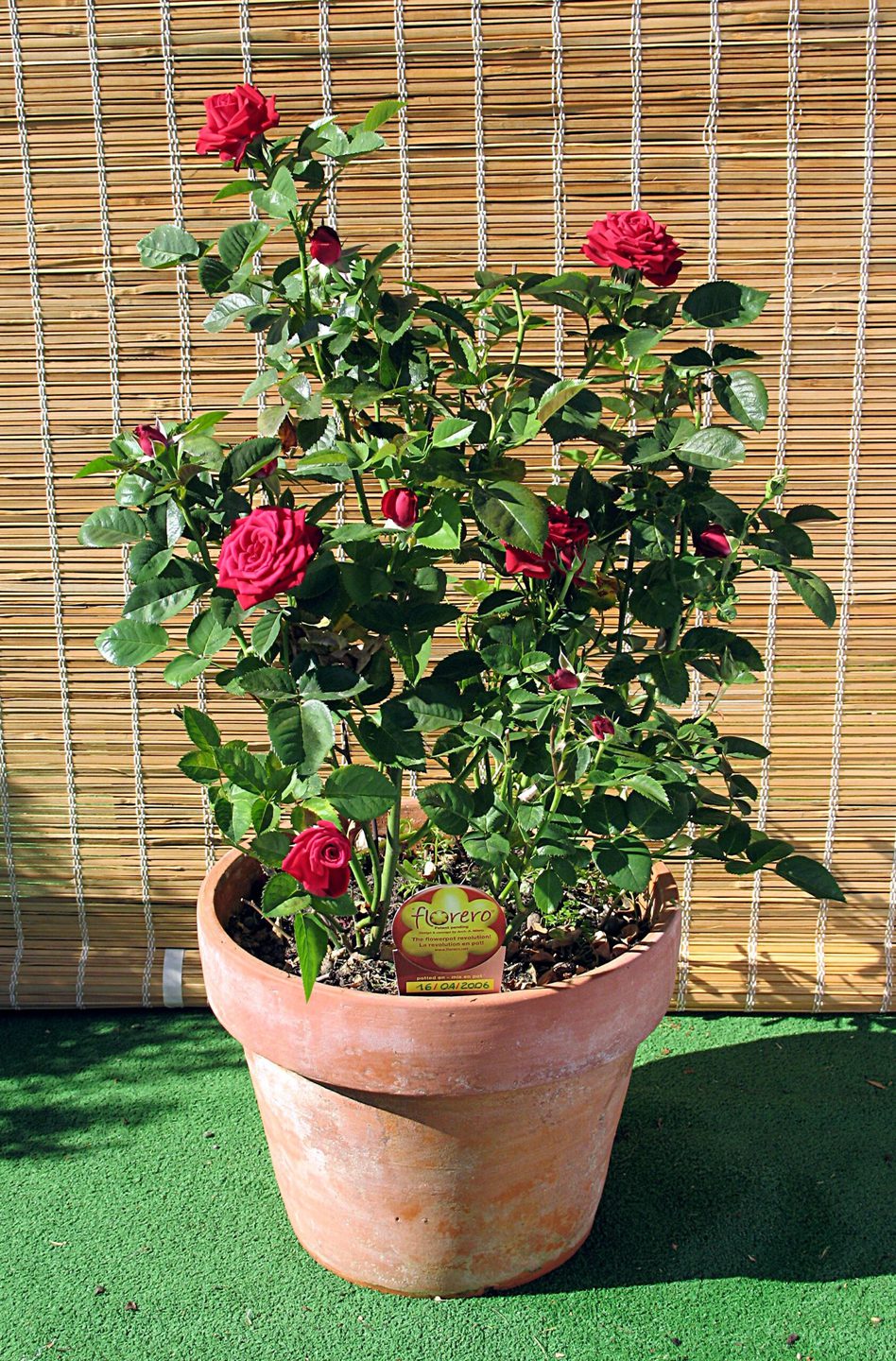 flores de interior 17