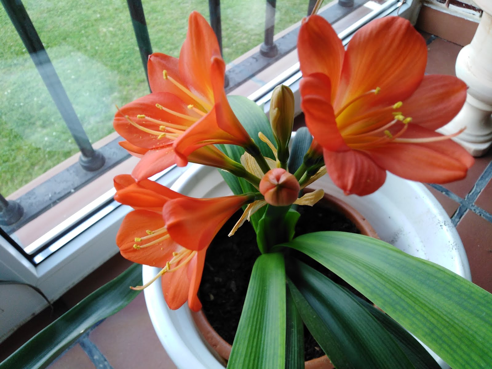 flores de interior 18