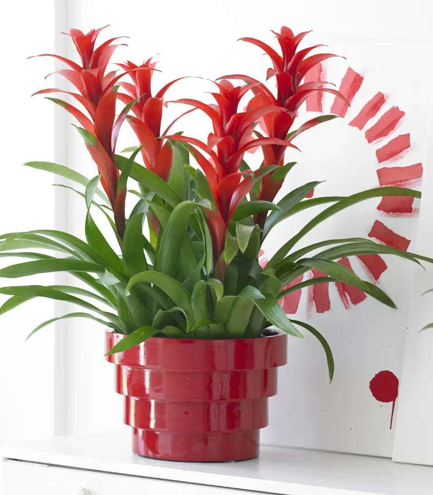 flores de interior 3
