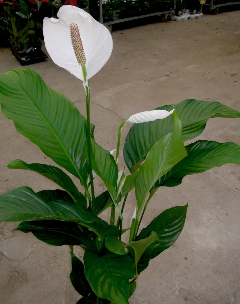 flores de interior 4