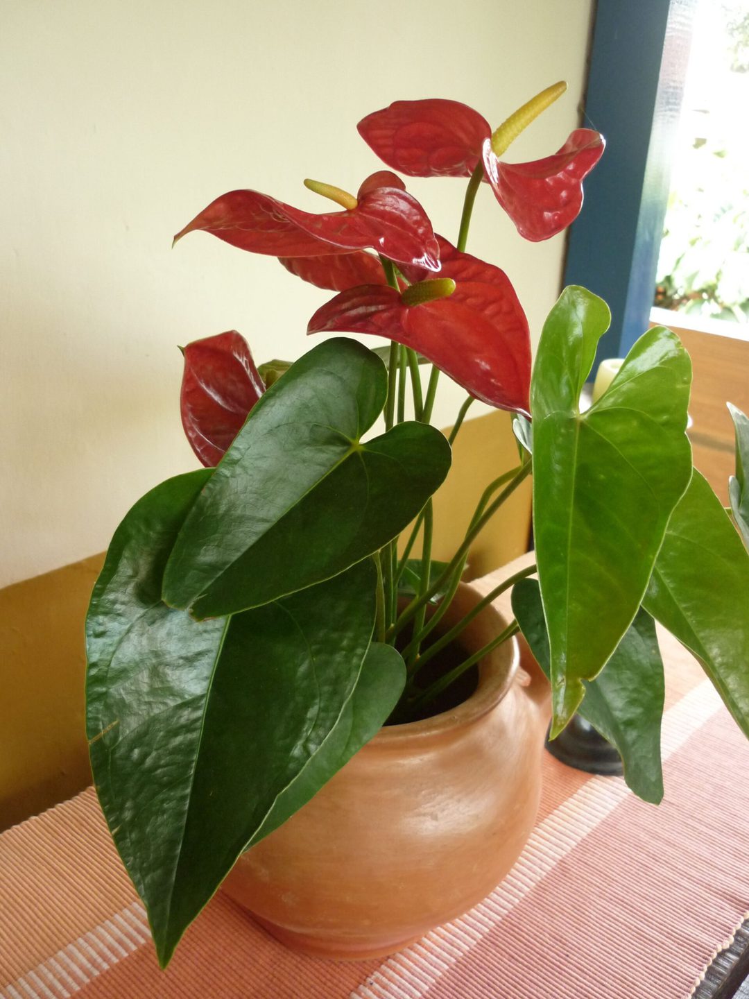 flores de interior 5